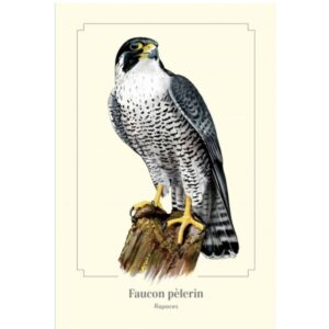 Magnet Faucon pèlerin